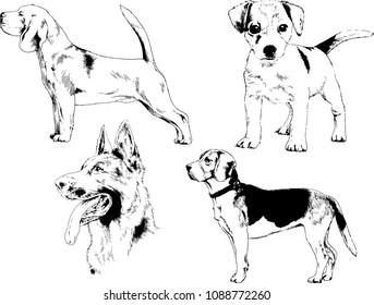 vector drawings sketches pedigree dogs in the racks drawn in ink by hand , objects with no background
