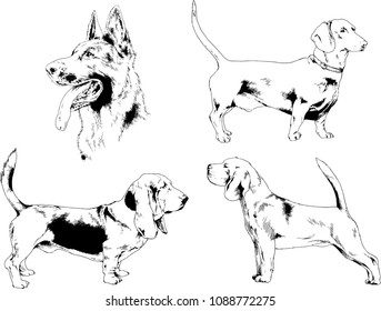 vector drawings sketches pedigree dogs in the racks drawn in ink by hand , objects with no background
