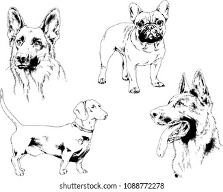 vector drawings sketches pedigree dogs in the racks drawn in ink by hand , objects with no background
