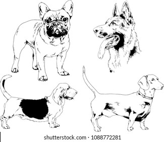vector drawings sketches pedigree dogs in the racks drawn in ink by hand , objects with no background
