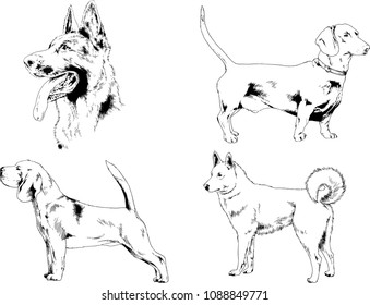 vector drawings sketches pedigree dogs in the racks drawn in ink by hand , objects with no background
