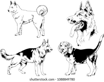 vector drawings sketches pedigree dogs in the racks drawn in ink by hand , objects with no background
