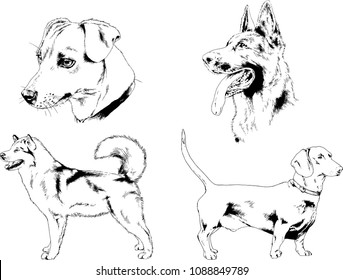 vector drawings sketches pedigree dogs in the racks drawn in ink by hand , objects with no background
