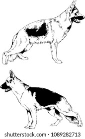 vector drawings sketches pedigree dogs in the racks drawn in ink by hand , objects with no background
