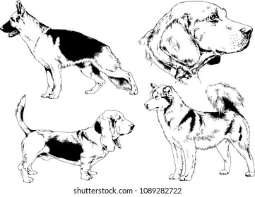 vector drawings sketches pedigree dogs in the racks drawn in ink by hand , objects with no background
