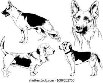 vector drawings sketches pedigree dogs in the racks drawn in ink by hand , objects with no background
