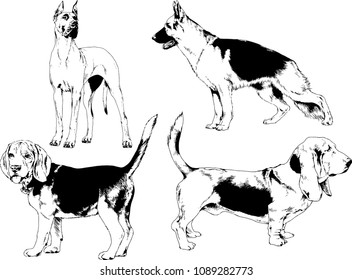 vector drawings sketches pedigree dogs in the racks drawn in ink by hand , objects with no background
