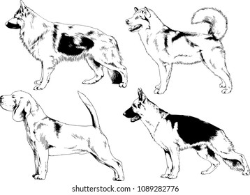 vector drawings sketches pedigree dogs in the racks drawn in ink by hand , objects with no background
