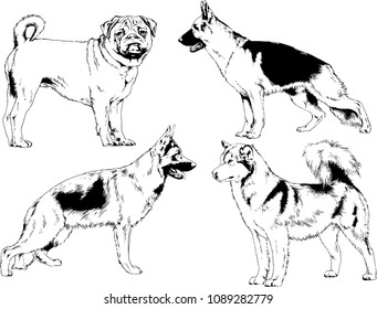 vector drawings sketches pedigree dogs in the racks drawn in ink by hand , objects with no background
