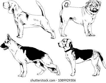 vector drawings sketches pedigree dogs in the racks drawn in ink by hand , objects with no background
