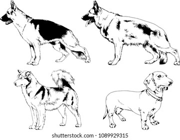 vector drawings sketches pedigree dogs in the racks drawn in ink by hand , objects with no background
