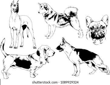 vector drawings sketches pedigree dogs in the racks drawn in ink by hand , objects with no background
