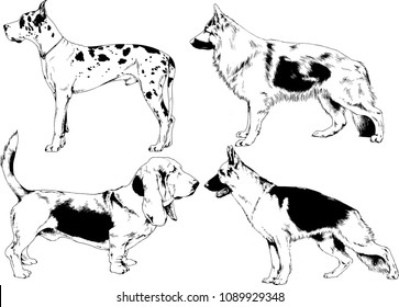 vector drawings sketches pedigree dogs in the racks drawn in ink by hand , objects with no background
