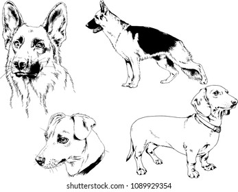 vector drawings sketches pedigree dogs in the racks drawn in ink by hand , objects with no background
