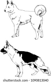 vector drawings sketches pedigree dogs in the racks drawn in ink by hand , objects with no background
