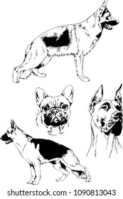 vector drawings sketches pedigree dogs in the racks drawn in ink by hand , objects with no background
