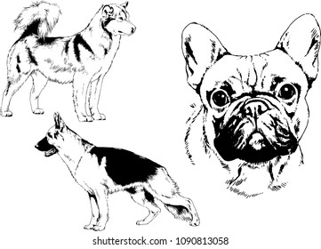 vector drawings sketches pedigree dogs in the racks drawn in ink by hand , objects with no background
