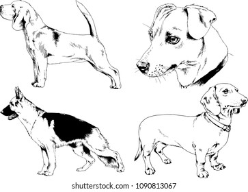 vector drawings sketches pedigree dogs in the racks drawn in ink by hand , objects with no background
