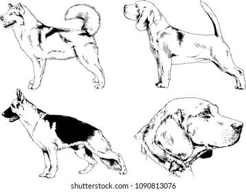 vector drawings sketches pedigree dogs in the racks drawn in ink by hand , objects with no background

