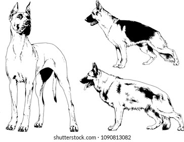 vector drawings sketches pedigree dogs in the racks drawn in ink by hand , objects with no background
