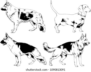 vector drawings sketches pedigree dogs in the racks drawn in ink by hand , objects with no background
