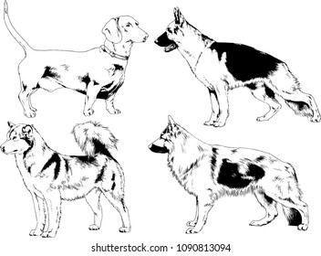 vector drawings sketches pedigree dogs in the racks drawn in ink by hand , objects with no background
