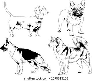 vector drawings sketches pedigree dogs in the racks drawn in ink by hand , objects with no background
