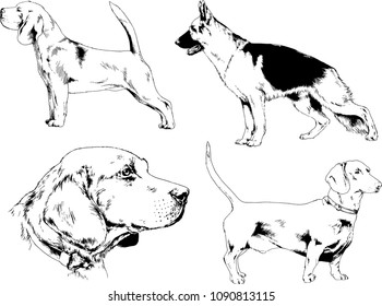 vector drawings sketches pedigree dogs in the racks drawn in ink by hand , objects with no background
