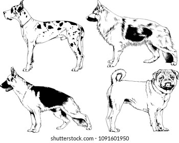 vector drawings sketches pedigree dogs in the racks drawn in ink by hand , objects with no background
