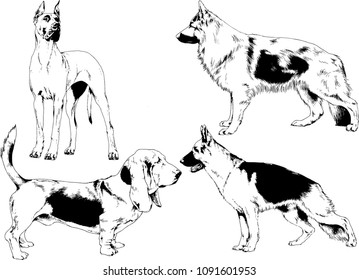 vector drawings sketches pedigree dogs in the racks drawn in ink by hand , objects with no background

