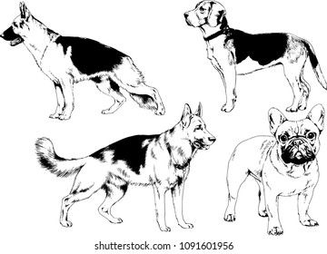 vector drawings sketches pedigree dogs in the racks drawn in ink by hand , objects with no background
