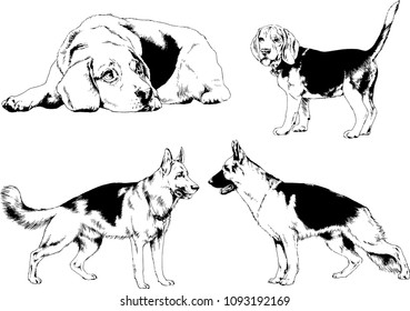 vector drawings sketches pedigree dogs in the racks drawn in ink by hand , objects with no background
