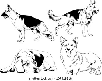 vector drawings sketches pedigree dogs in the racks drawn in ink by hand , objects with no background
