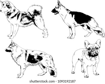 vector drawings sketches pedigree dogs in the racks drawn in ink by hand , objects with no background
