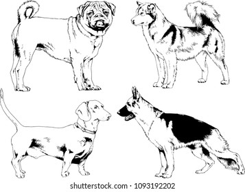 vector drawings sketches pedigree dogs in the racks drawn in ink by hand , objects with no background
