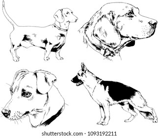 vector drawings sketches pedigree dogs in the racks drawn in ink by hand , objects with no background
