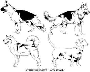vector drawings sketches pedigree dogs in the racks drawn in ink by hand , objects with no background
