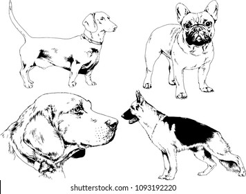 vector drawings sketches pedigree dogs in the racks drawn in ink by hand , objects with no background
