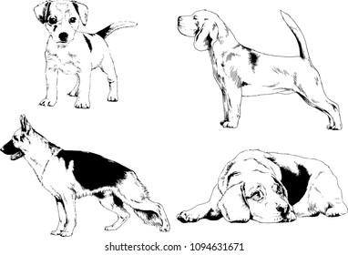 vector drawings sketches pedigree dogs in the racks drawn in ink by hand , objects with no background
