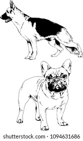 vector drawings sketches pedigree dogs in the racks drawn in ink by hand , objects with no background
