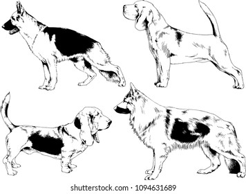 vector drawings sketches pedigree dogs in the racks drawn in ink by hand , objects with no background
