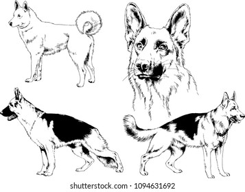 vector drawings sketches pedigree dogs in the racks drawn in ink by hand , objects with no background
