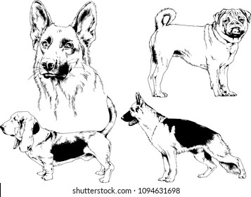 vector drawings sketches pedigree dogs in the racks drawn in ink by hand , objects with no background
