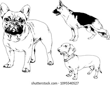 vector drawings sketches pedigree dogs in the racks drawn in ink by hand , objects with no background
