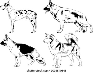 vector drawings sketches pedigree dogs in the racks drawn in ink by hand , objects with no background
