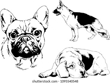 vector drawings sketches pedigree dogs in the racks drawn in ink by hand , objects with no background
