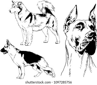 vector drawings sketches pedigree dogs in the racks drawn in ink by hand , objects with no background
