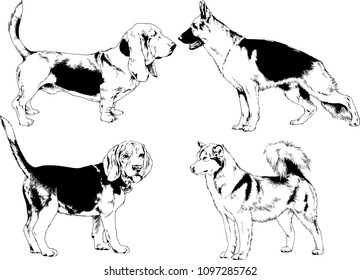 vector drawings sketches pedigree dogs in the racks drawn in ink by hand , objects with no background

