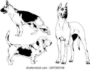 vector drawings sketches pedigree dogs in the racks drawn in ink by hand , objects with no background
