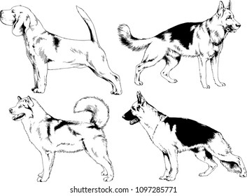 vector drawings sketches pedigree dogs in the racks drawn in ink by hand , objects with no background
